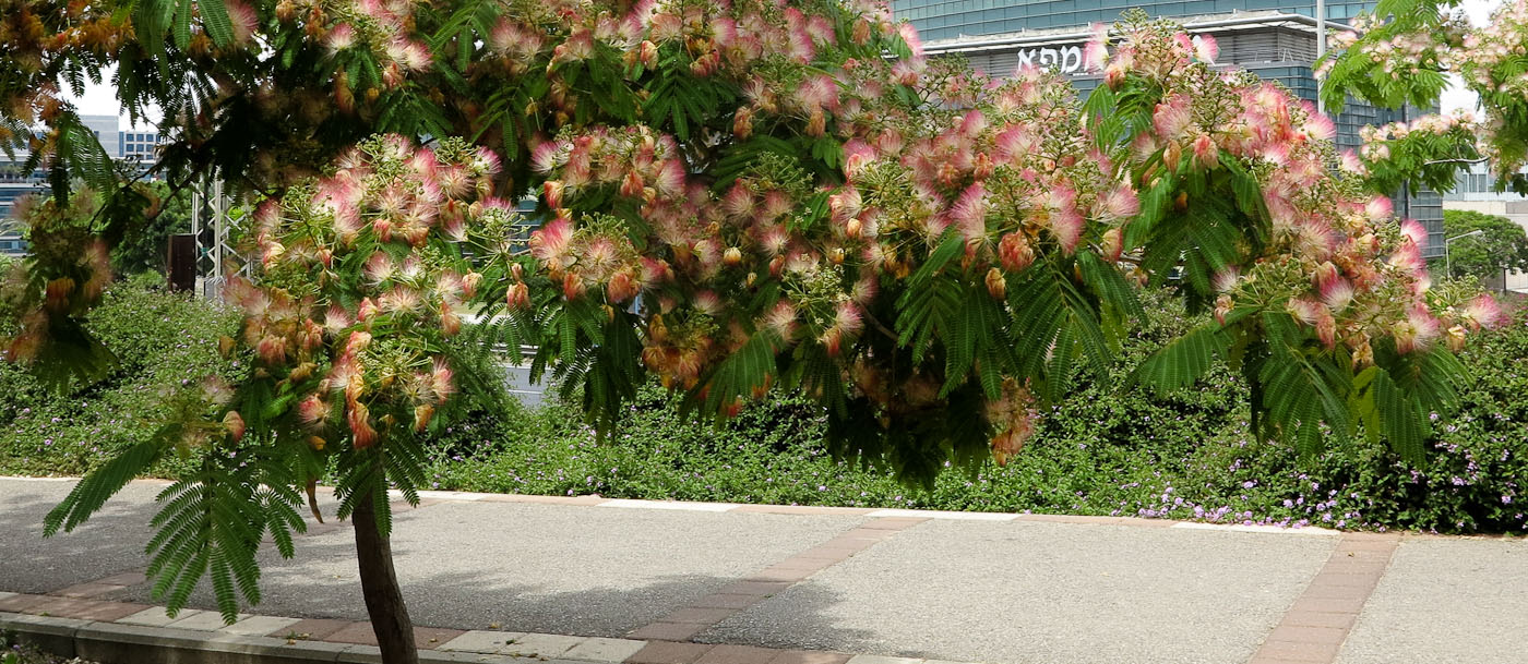 Image of Albizia julibrissin specimen.