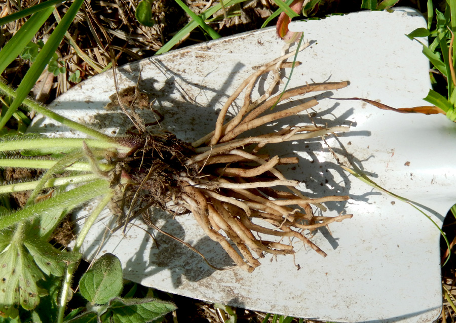 Image of Ranunculus aleae specimen.