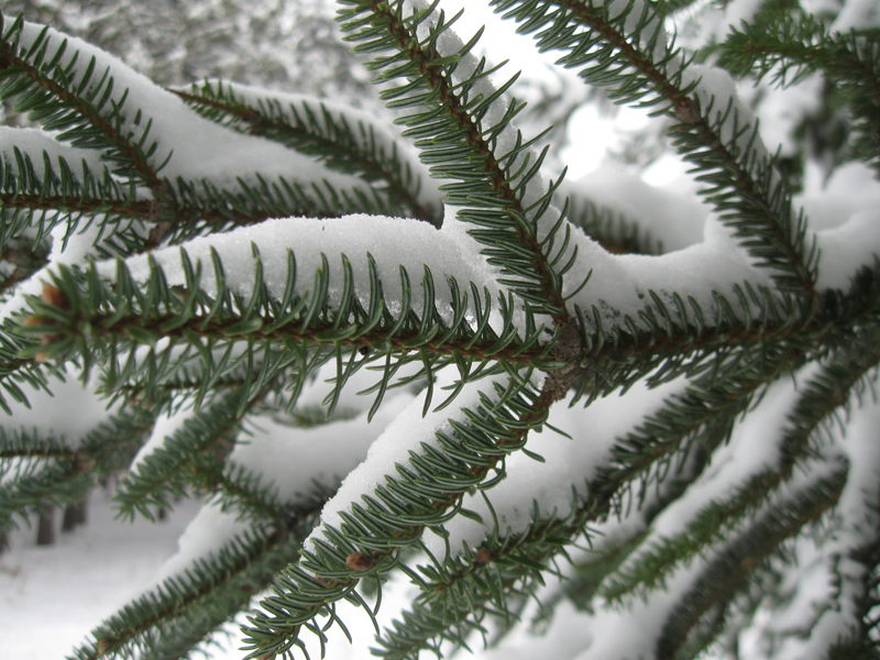 Image of Abies numidica specimen.