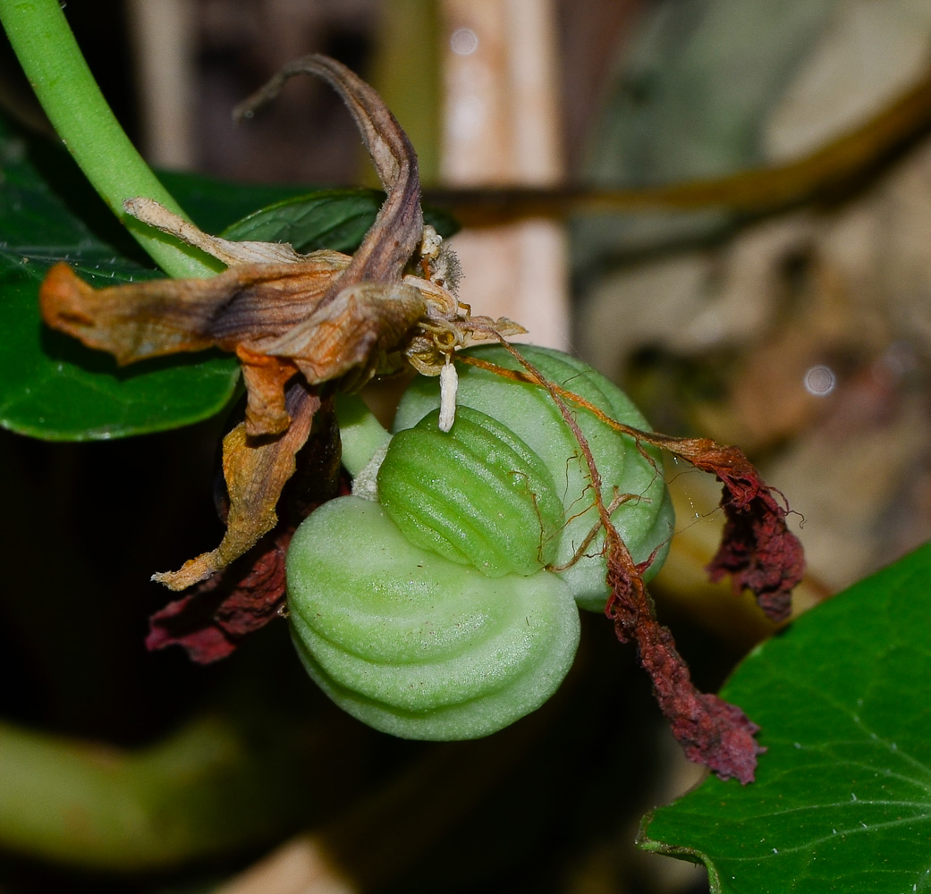 Изображение особи Tropaeolum majus.