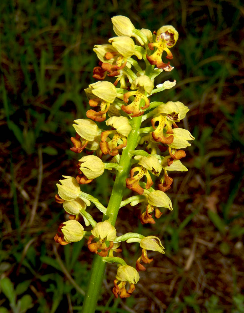 Image of Orchis punctulata specimen.