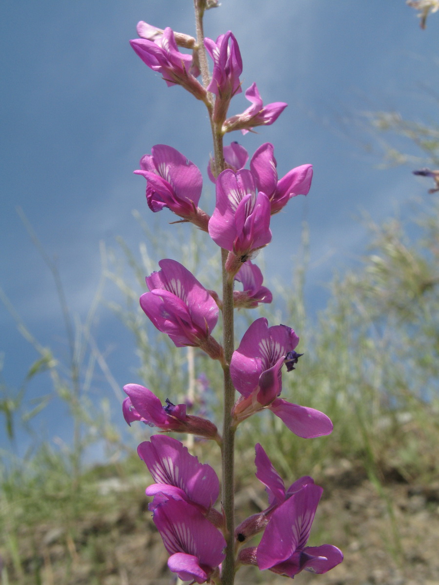 Image of Oxytropis rosea specimen.