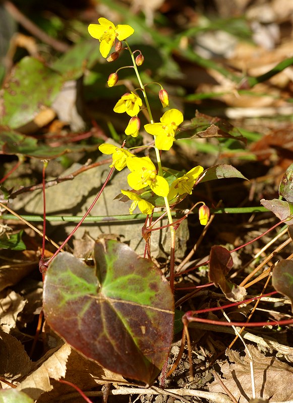 Image of Epimedium colchicum specimen.