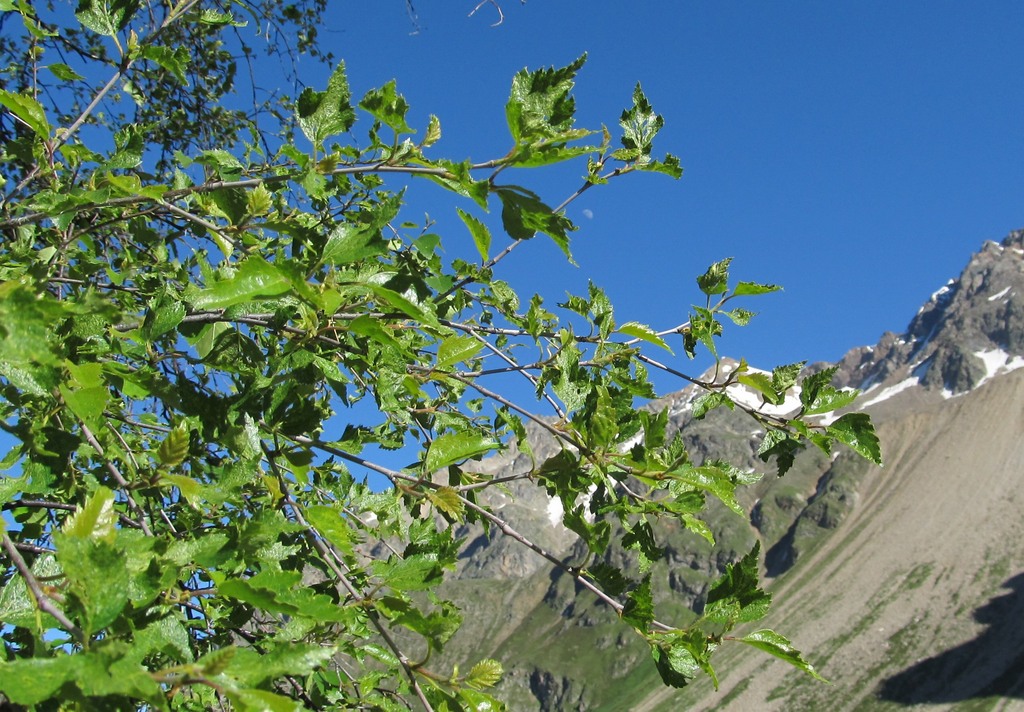 Image of Betula litwinowii specimen.