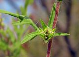 Ambrosia artemisiifolia. Соплодия в пазухе листа. Республика Адыгея, г. Майкоп, южная окраина города, поляна у грунтовой дороги между лесом на хребте Нагиеж-Уашх и левым берегом р. Белая. 28.08.2016.