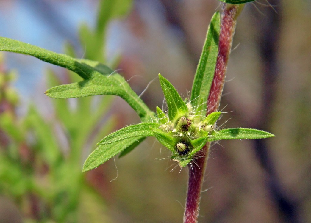 Изображение особи Ambrosia artemisiifolia.