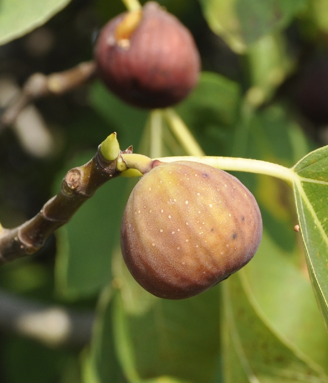 Изображение особи Ficus carica.