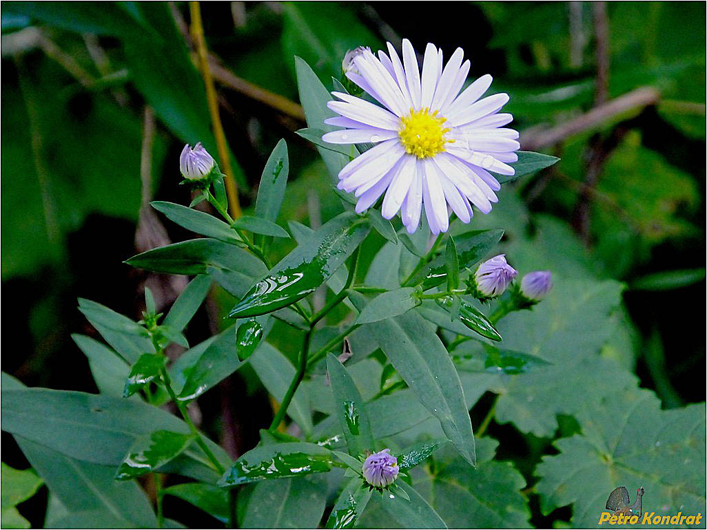 Image of genus Symphyotrichum specimen.