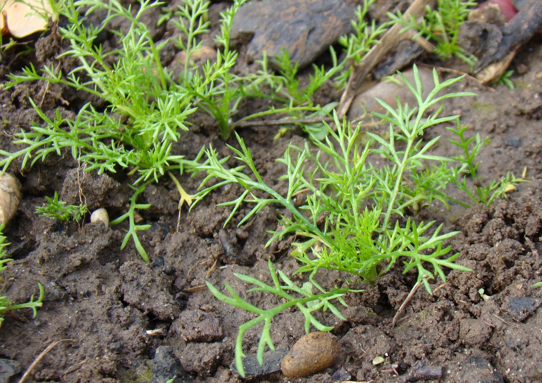 Image of Matricaria recutita specimen.