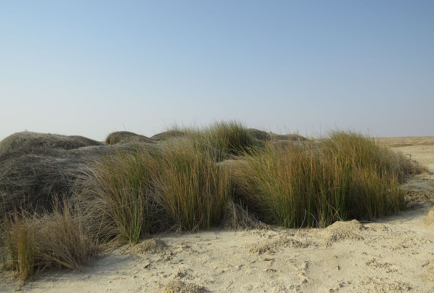 Изображение особи Juncus arabicus.