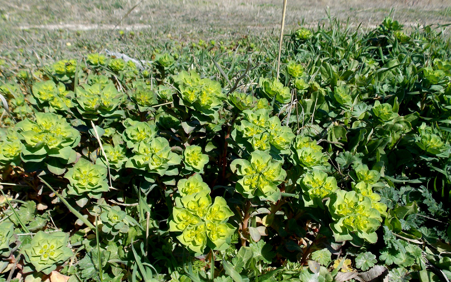 Image of Euphorbia helioscopioides specimen.