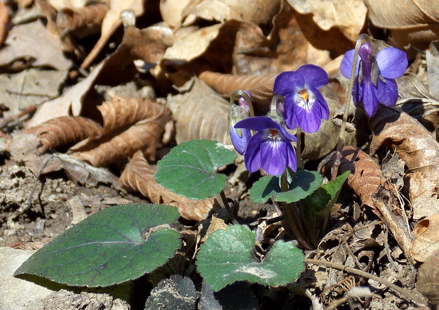 Image of Viola dehnhardtii specimen.