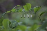 Polygonatum glaberrimum