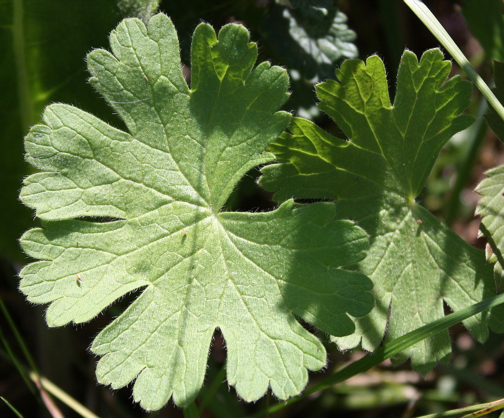 Изображение особи Geranium pyrenaicum.