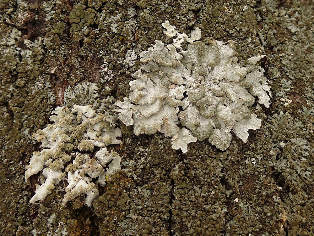 Image of Parmelia sulcata specimen.