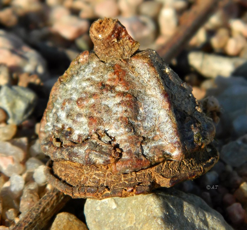 Image of genus Eucalyptus specimen.