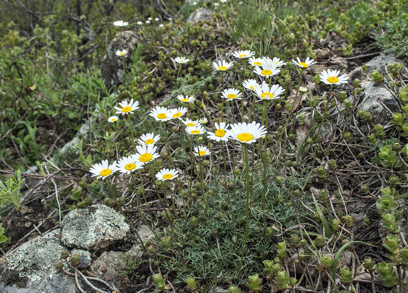 Image of Tripleurospermum nathaliae specimen.