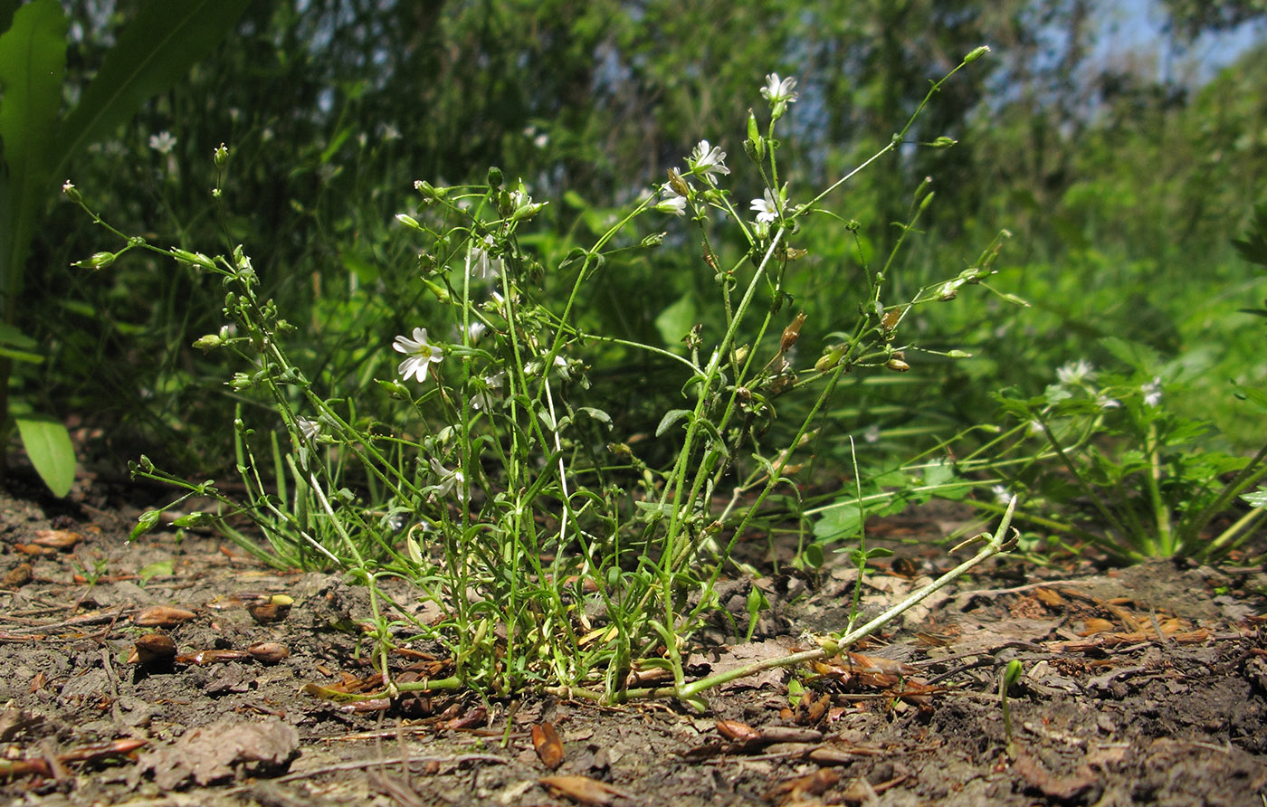 Изображение особи Dichodon viscidum.