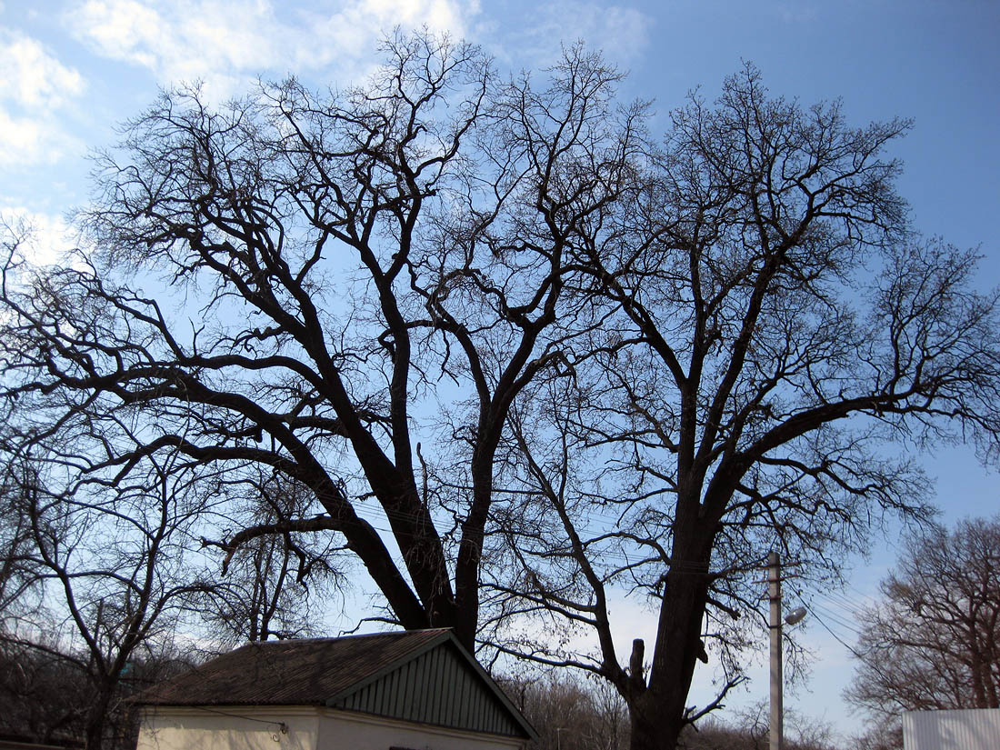 Image of Quercus robur specimen.