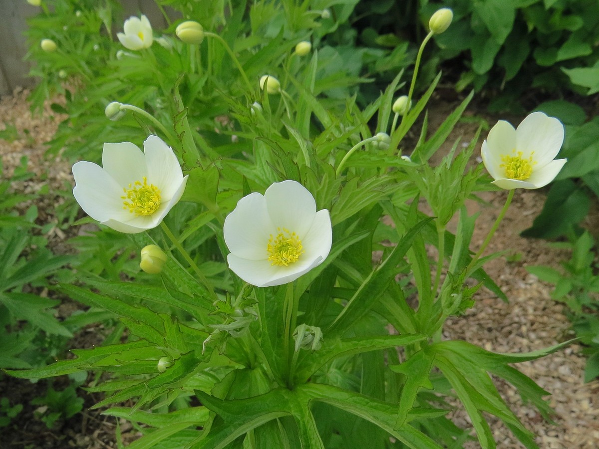 Image of genus Anemone specimen.