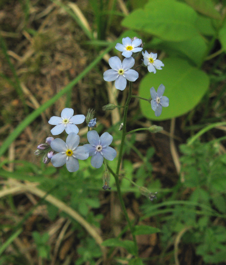 Image of Myosotis lithospermifolia specimen.