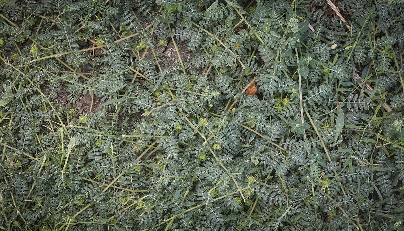 Изображение особи Tribulus terrestris.