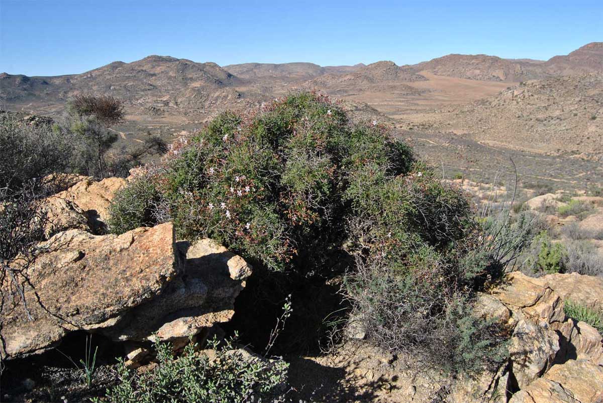 Image of Pelargonium crithmifolium specimen.