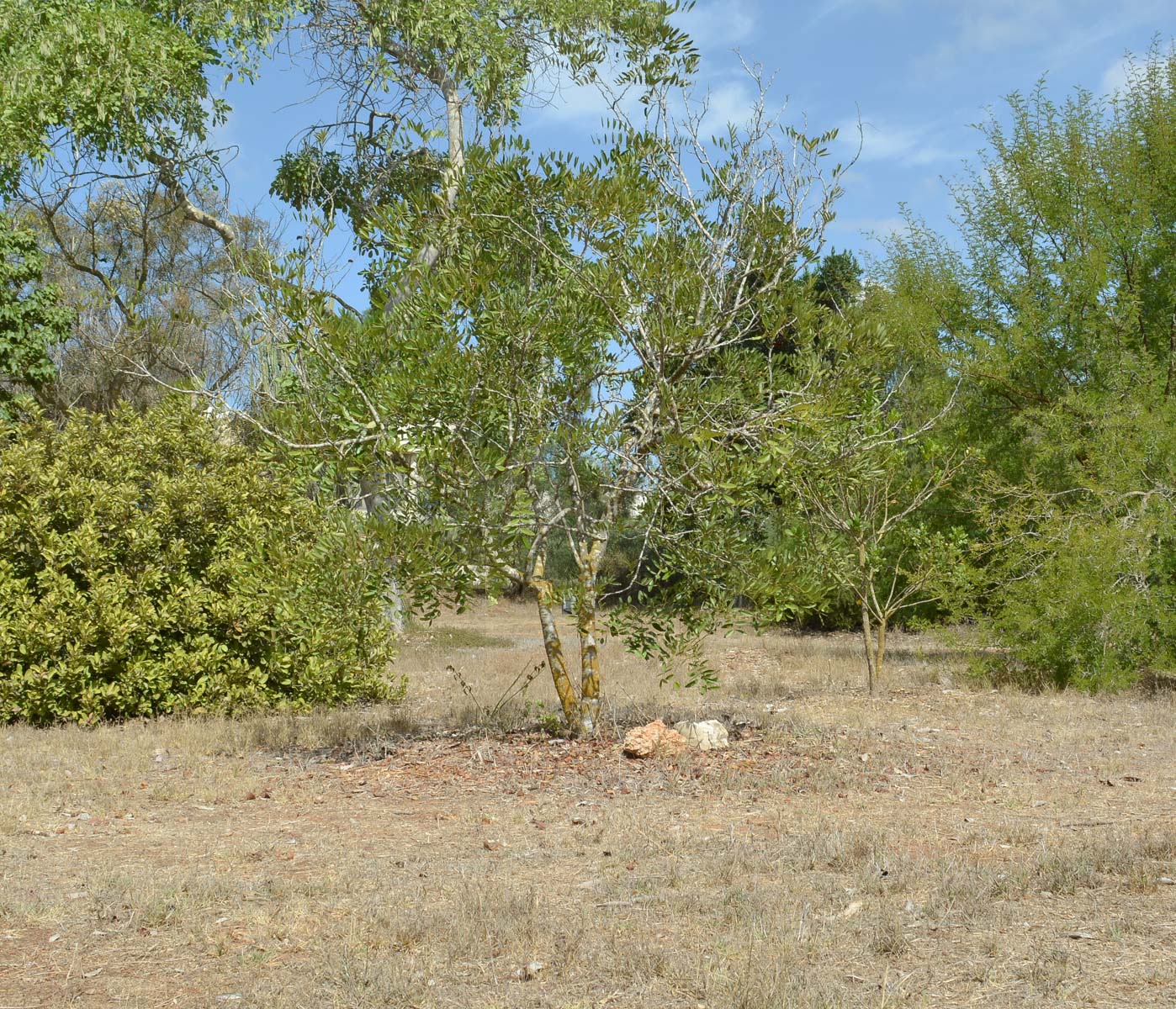 Image of Cassia brewsteri specimen.