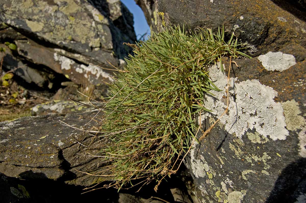 Image of Gypsophila uralensis specimen.