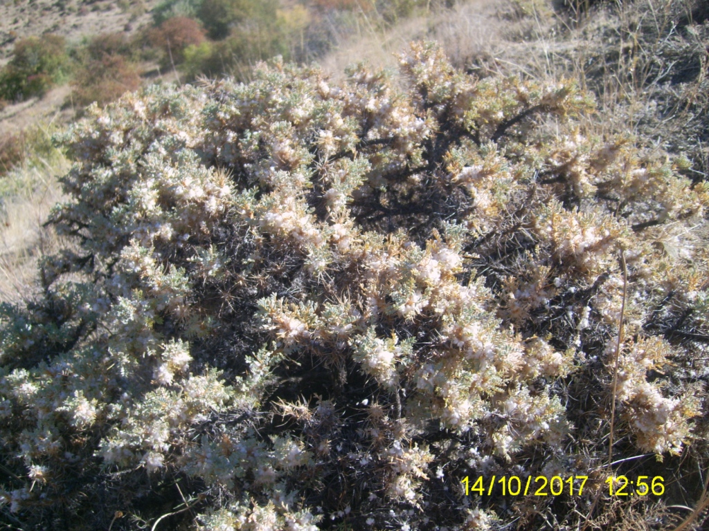 Image of Astragalus microcephalus specimen.