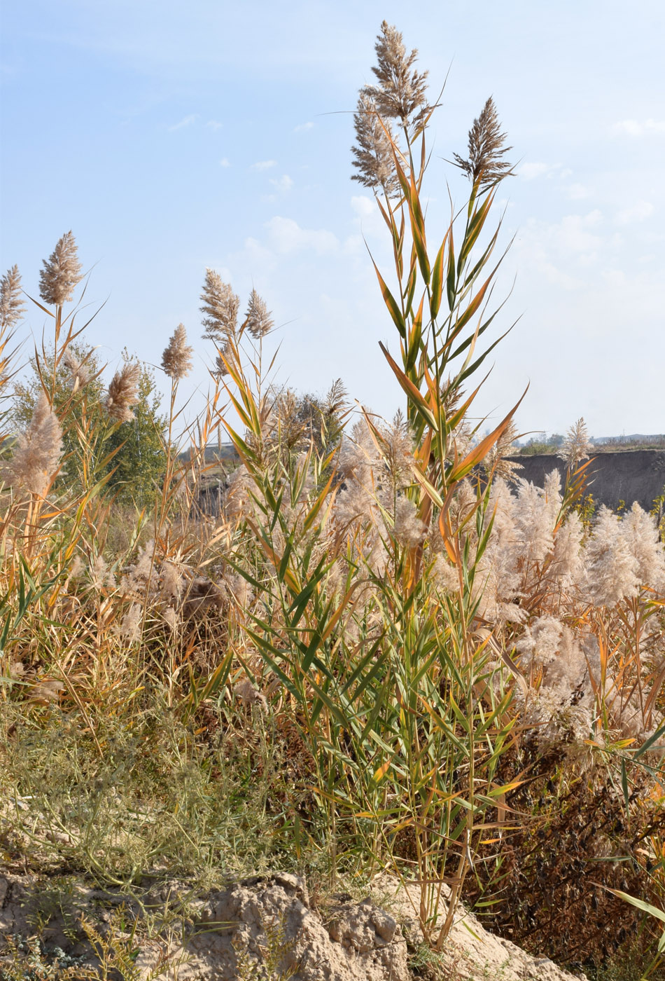 Image of Phragmites australis specimen.