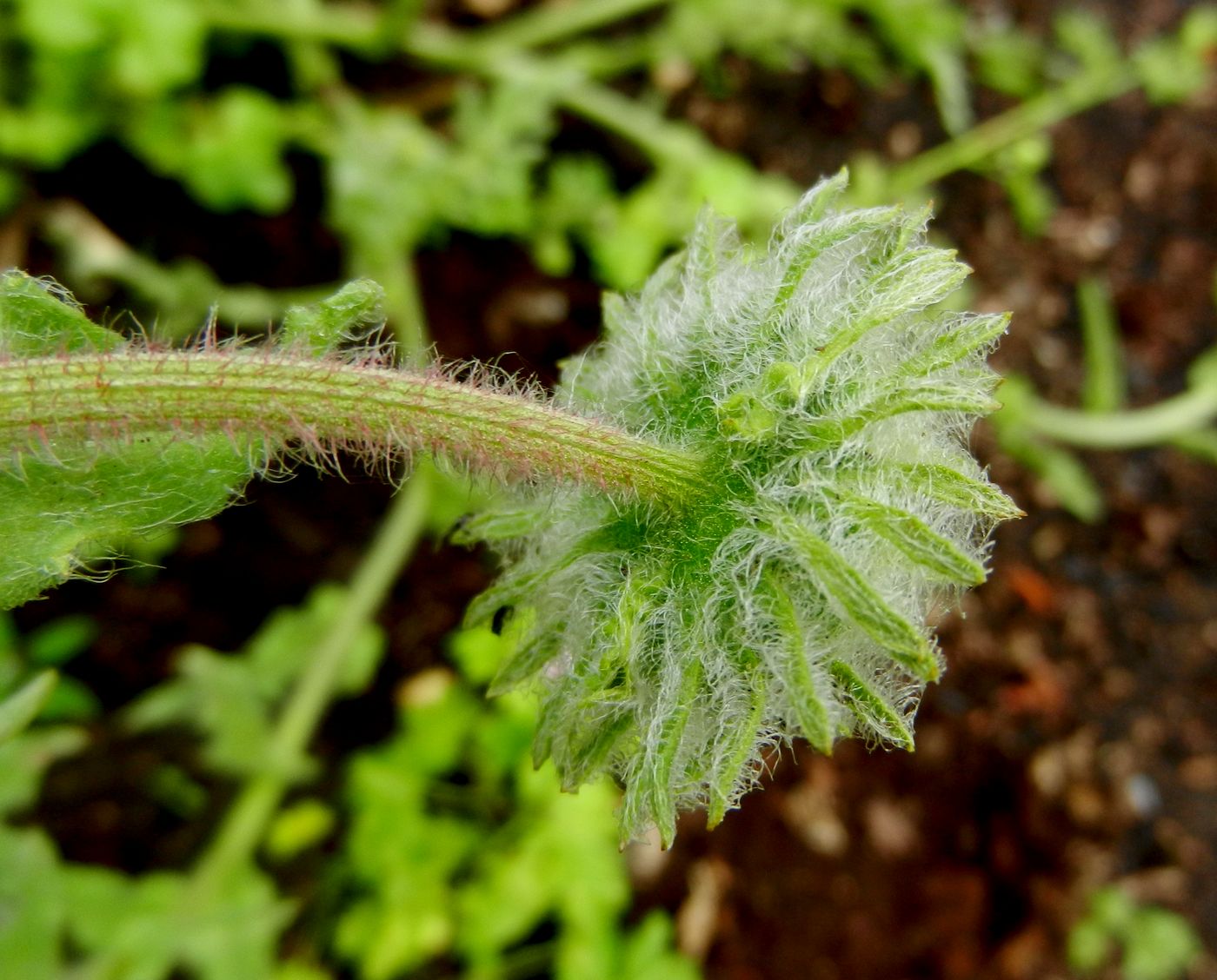 Image of Arctotis fastuosa specimen.