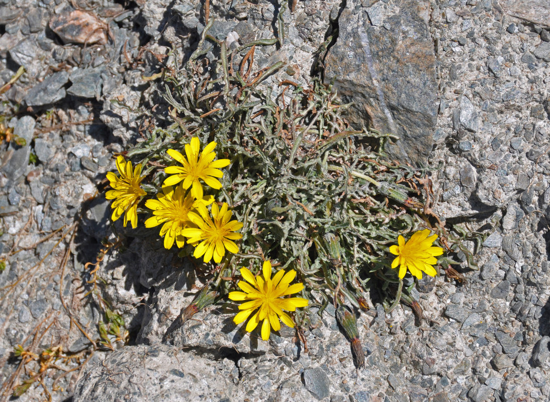 Изображение особи род Taraxacum.