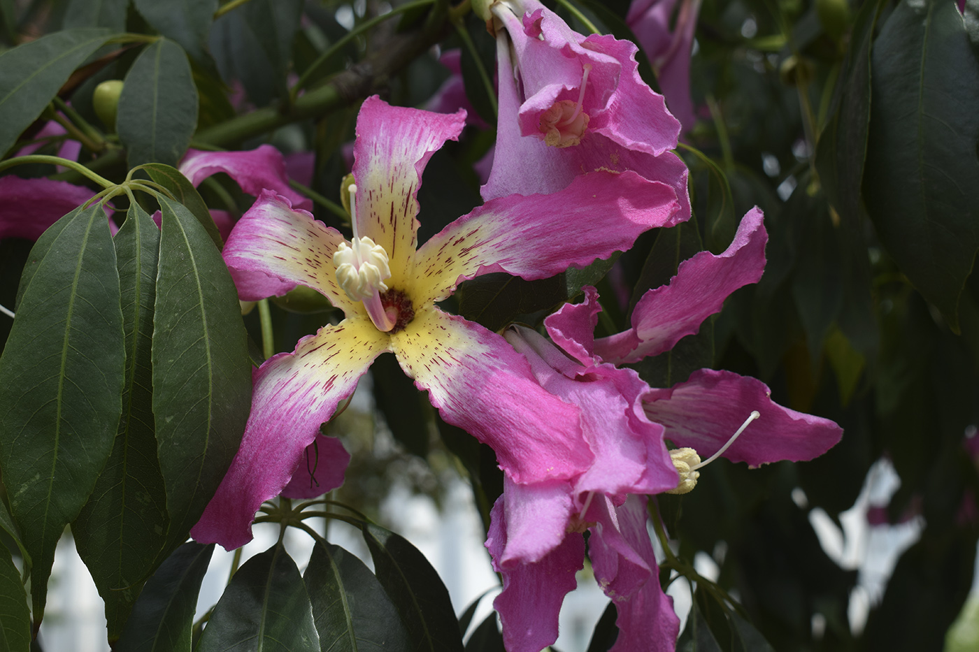 Изображение особи Ceiba speciosa.