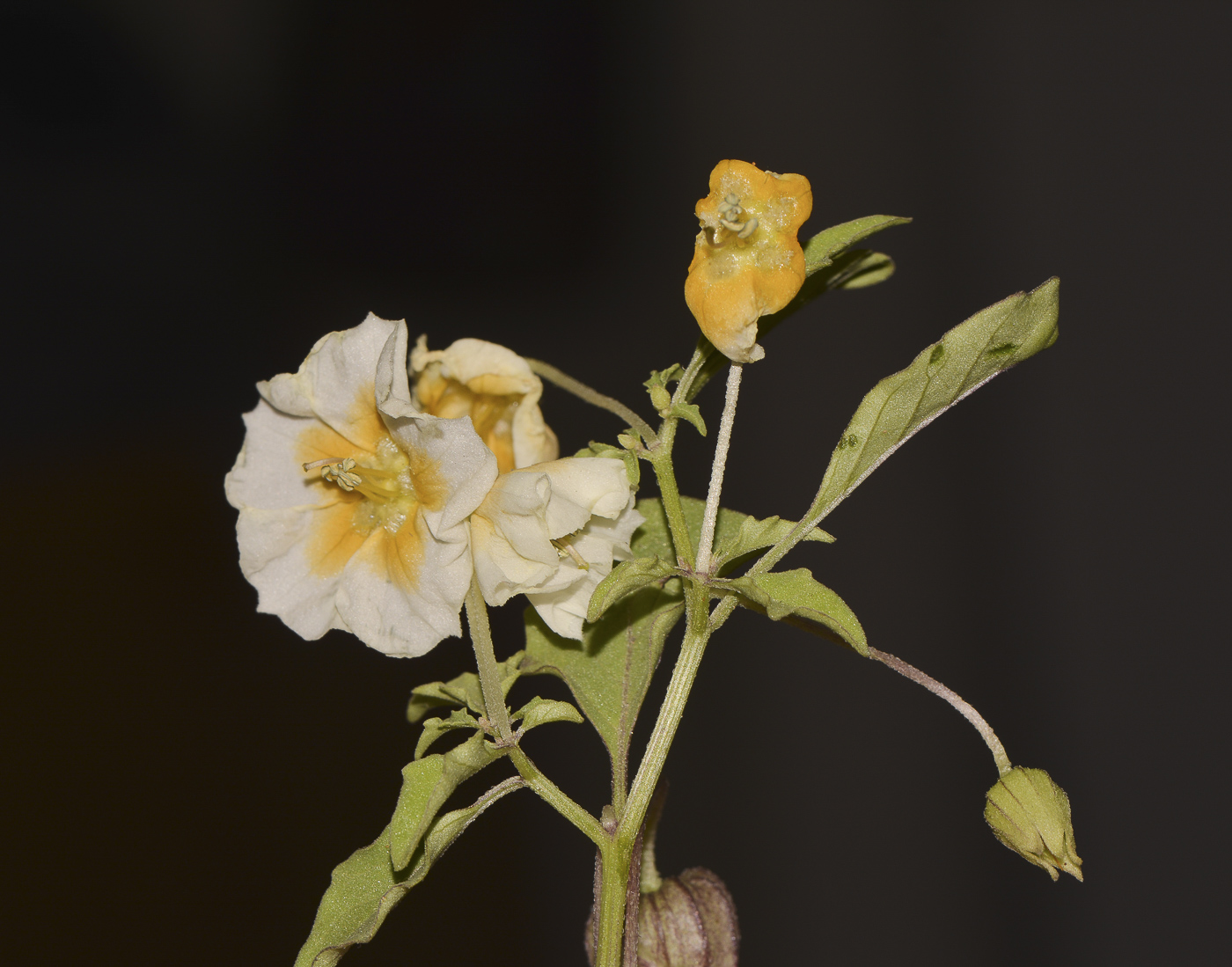 Image of Physalis angulata specimen.