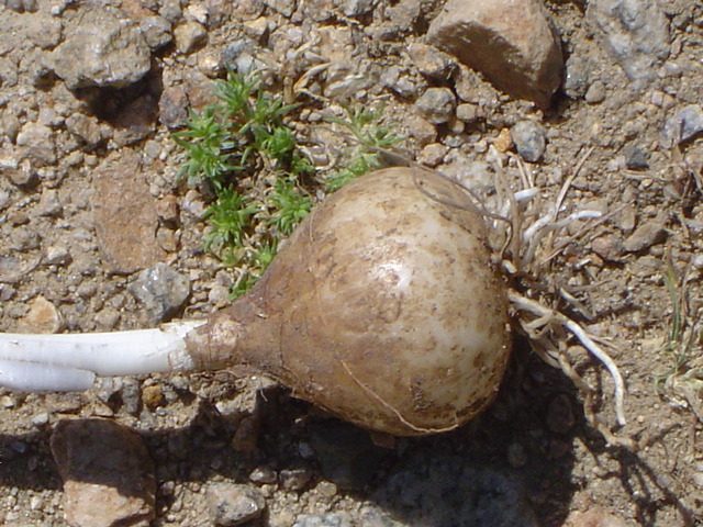 Image of Leopoldia tenuiflora specimen.