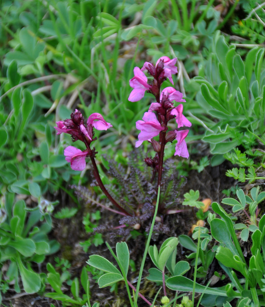 Image of Pedicularis nordmanniana specimen.