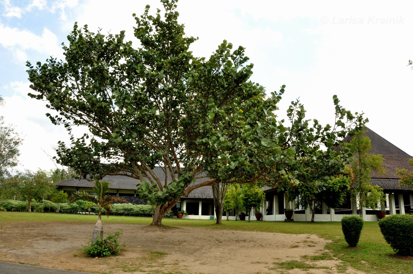 Image of Coccoloba uvifera specimen.