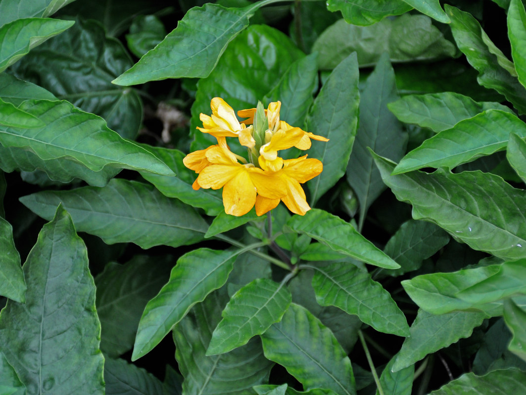 Image of Crossandra infundibuliformis specimen.