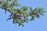 Cunninghamia lanceolata. Ветви с шишками. Китай, провинция Юньнань, г. Дали, территория храмового комплекса Гуаньиньтан. 04.11.2016.