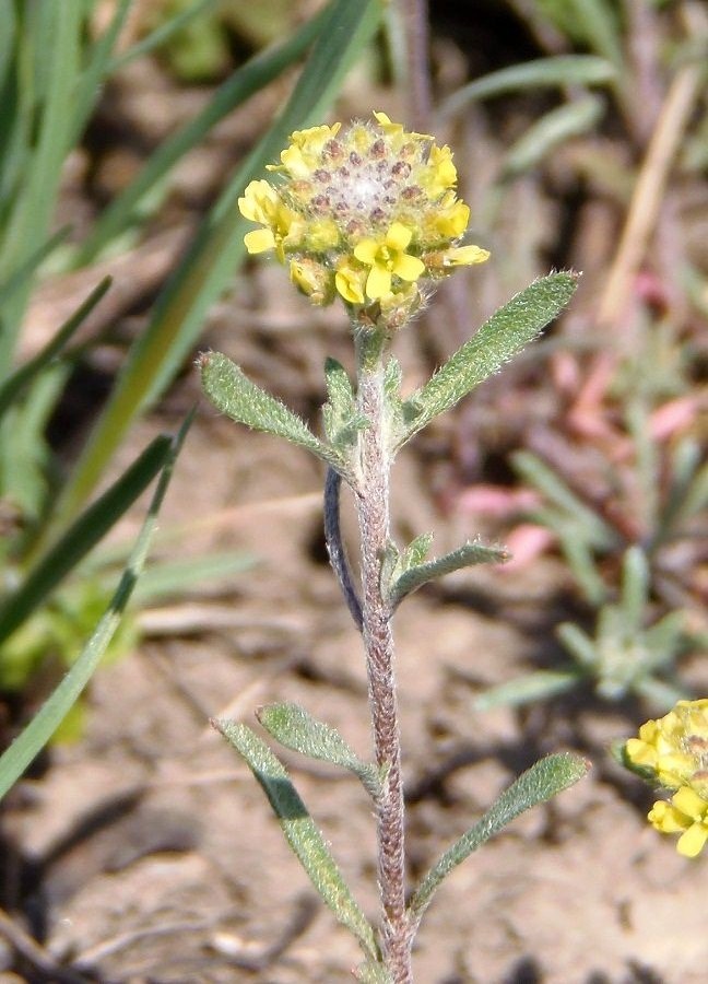 Изображение особи род Alyssum.