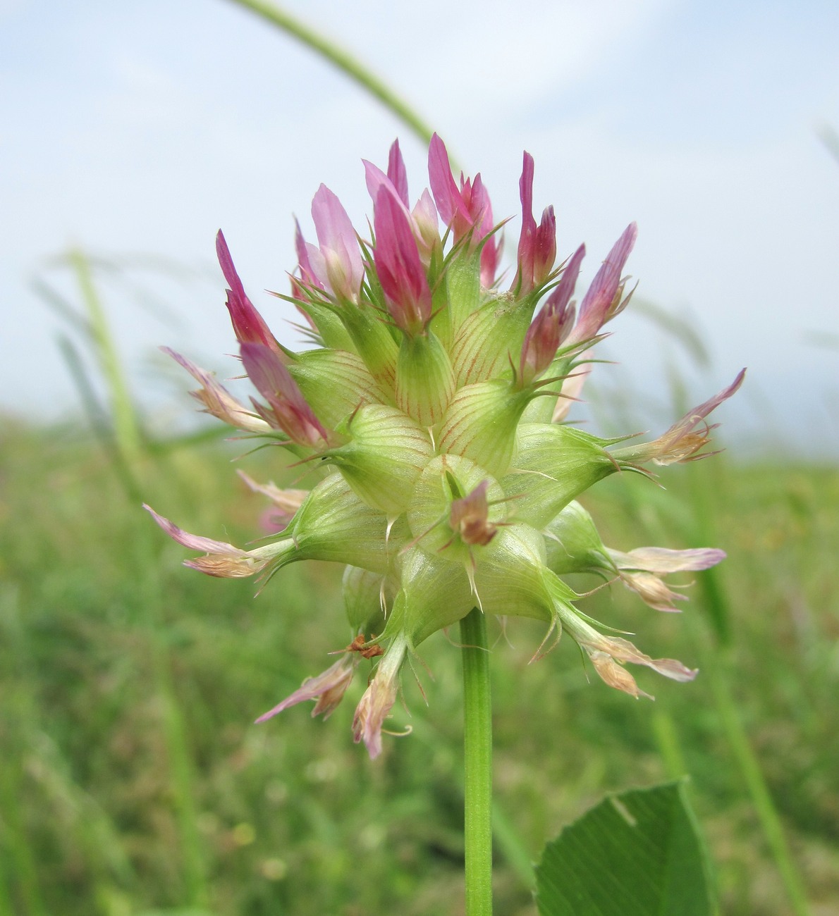 Image of Trifolium spumosum specimen.