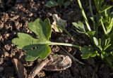 Ranunculus sceleratus. Лист. Пермский край, пос. Юго-Камский, частное подворье, сорное. 24 июня 2018 г.