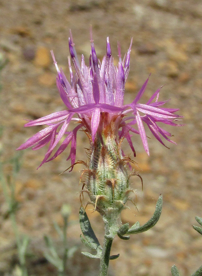 Image of Centaurea caspia specimen.