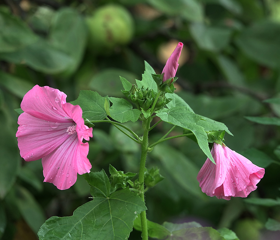 Изображение особи Malva trimestris.