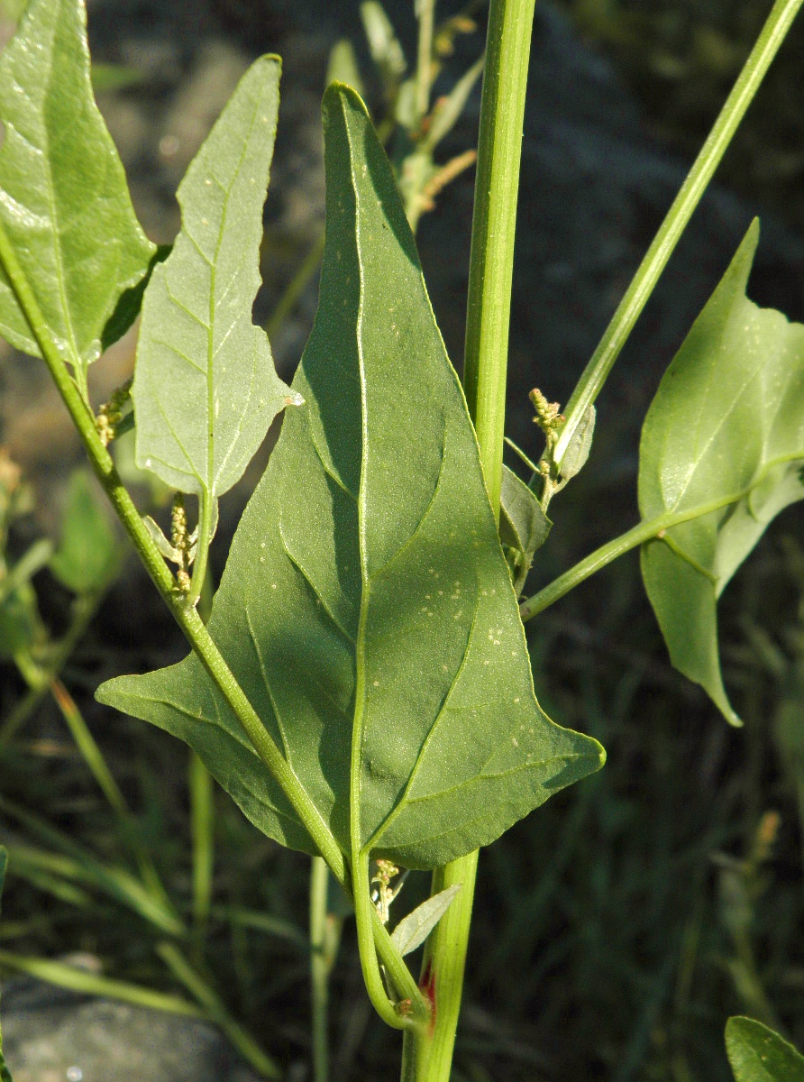 Изображение особи Atriplex micrantha.