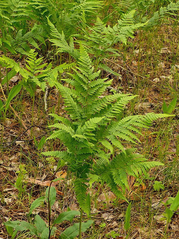 Изображение особи Pteridium pinetorum ssp. sibiricum.