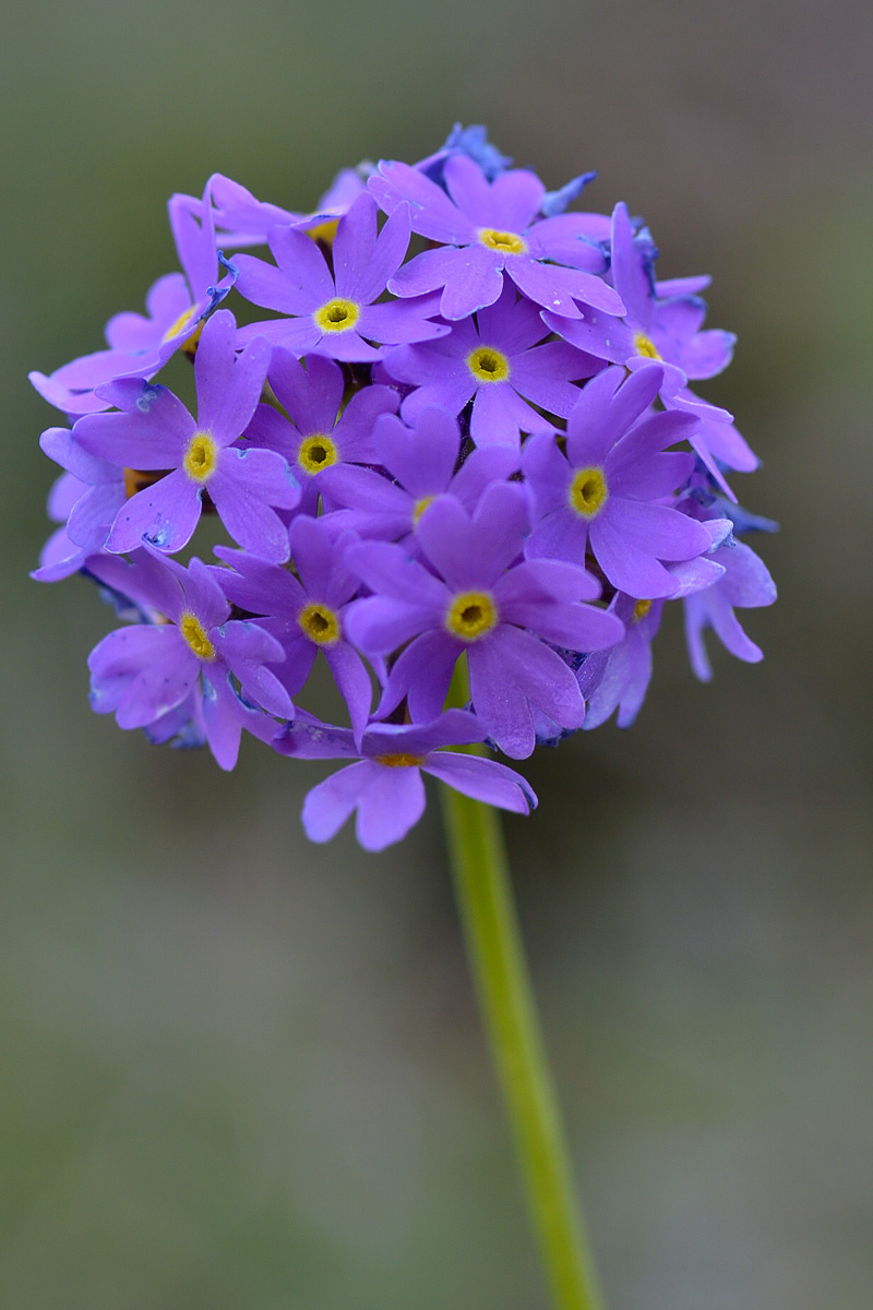 Image of Primula algida specimen.