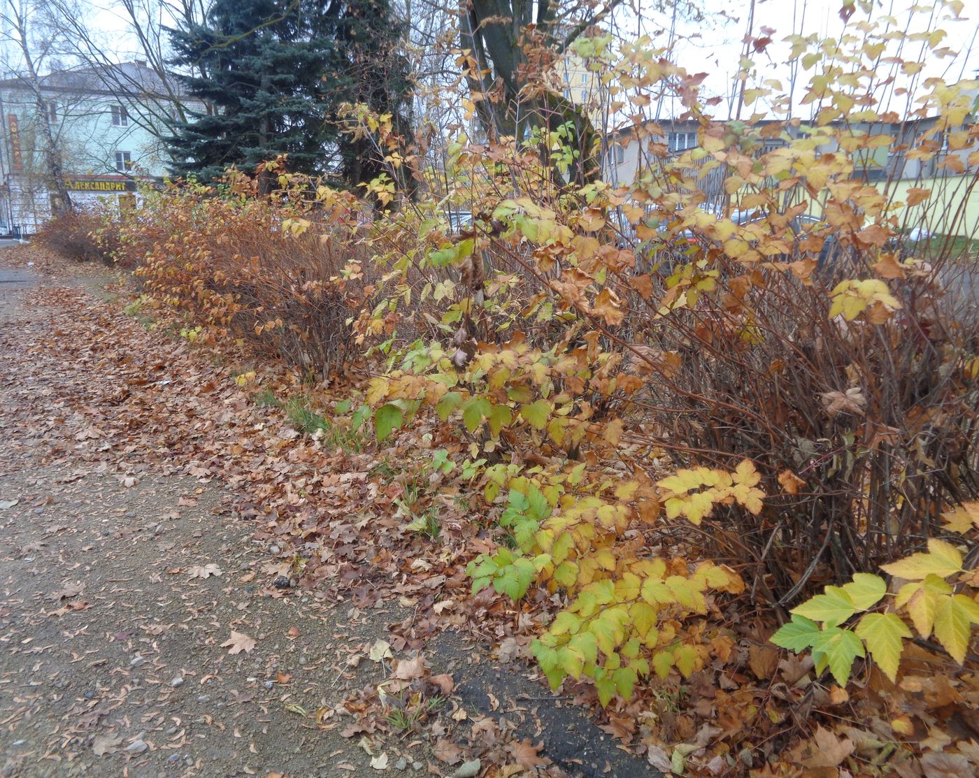 Image of Physocarpus opulifolius specimen.