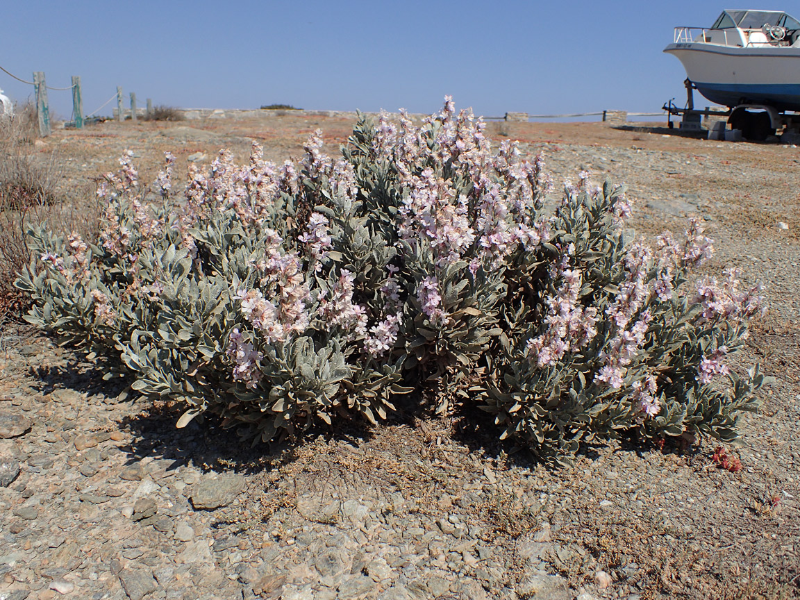 Image of Limoniastrum monopetalum specimen.